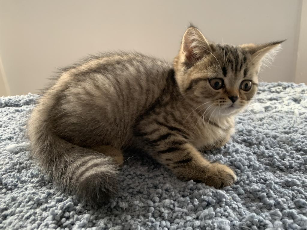 Milo photo 4