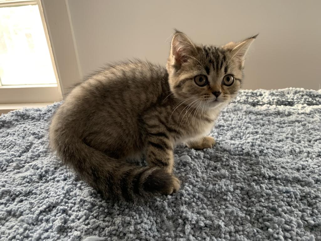 Milo photo 3