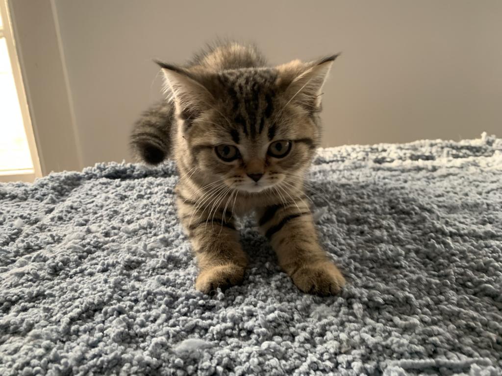 Milo photo 2