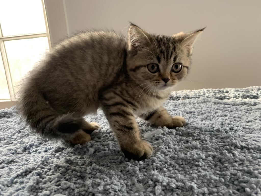 Milo photo 6