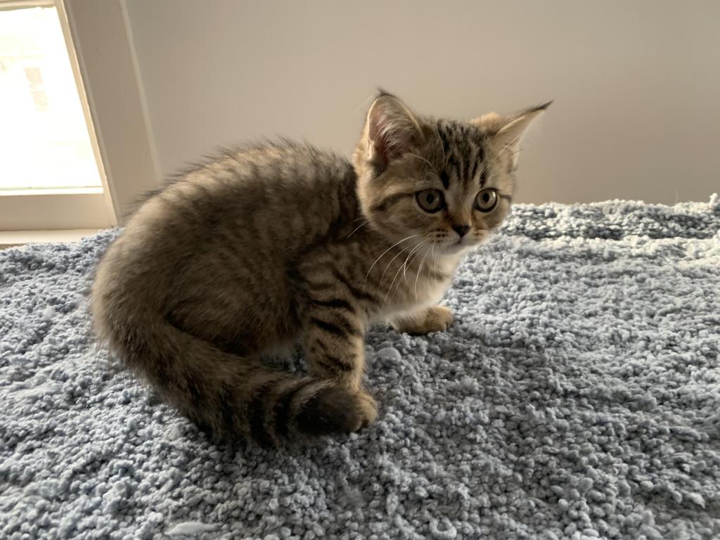Milo photo 7