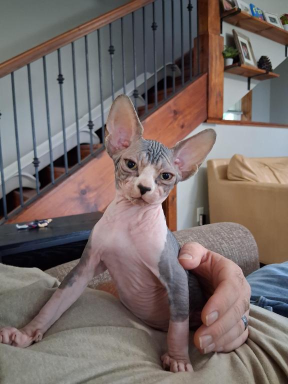 TICA Bi Color Male