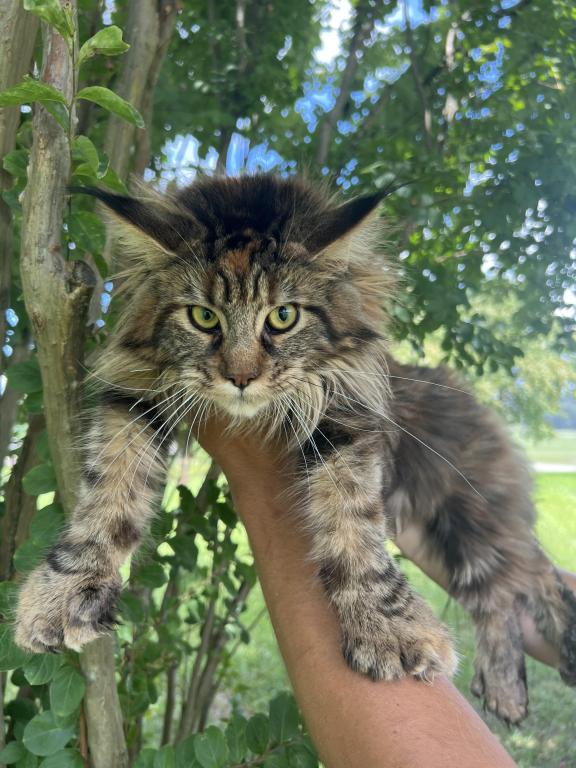 XXL Bell Polydactyl photo 2