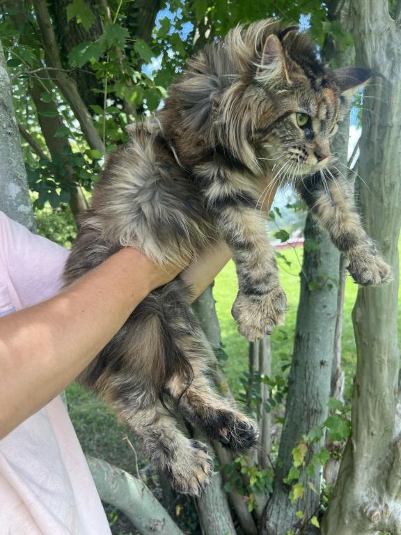 XXL Bell Polydactyl photo 3