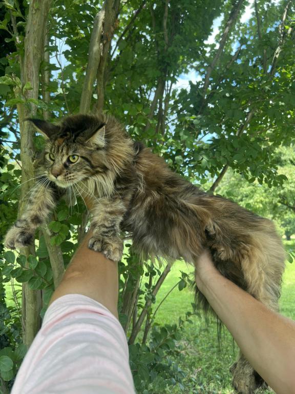 XXL Bell Polydactyl
