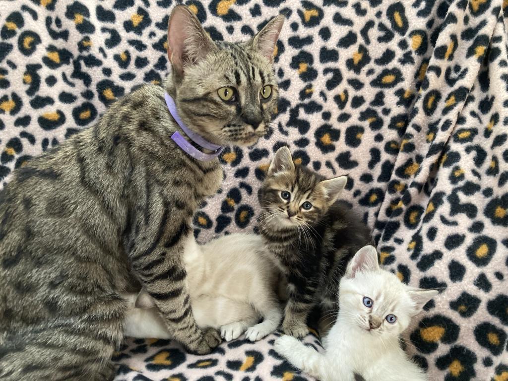 Savanna Bengal 400 photo 22