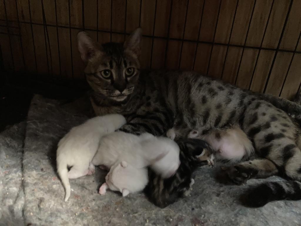 Savanna Bengal 400 photo 16