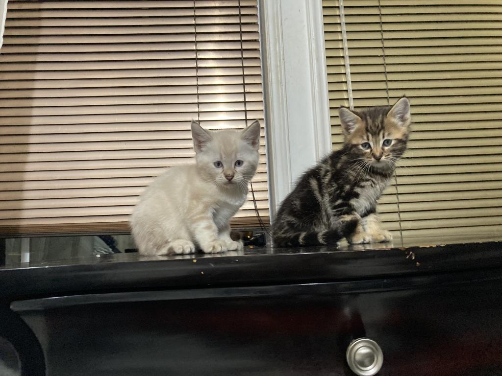 Savanna Bengal 400 photo 9