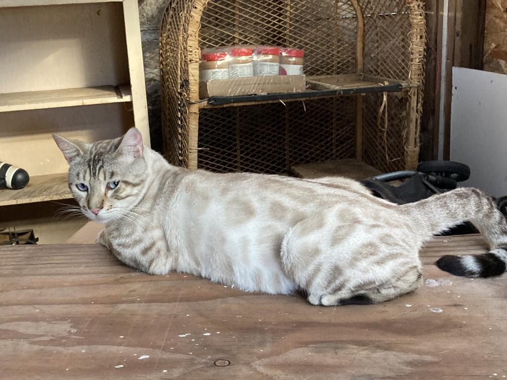 Savanna Bengal 400 photo 19