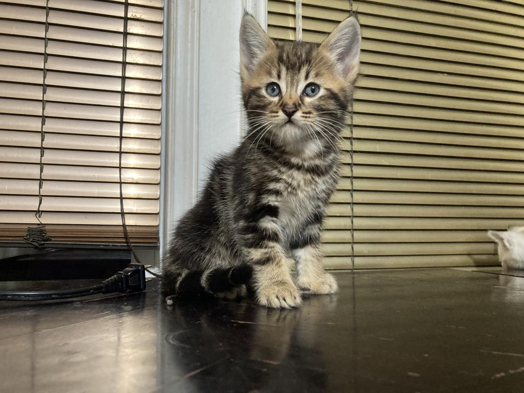 Savanna Bengal 400 photo 8