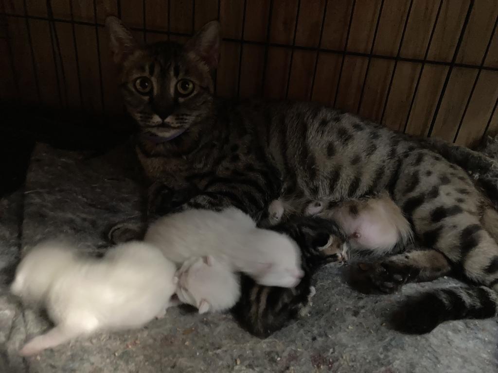Savanna Bengal 400 photo 15