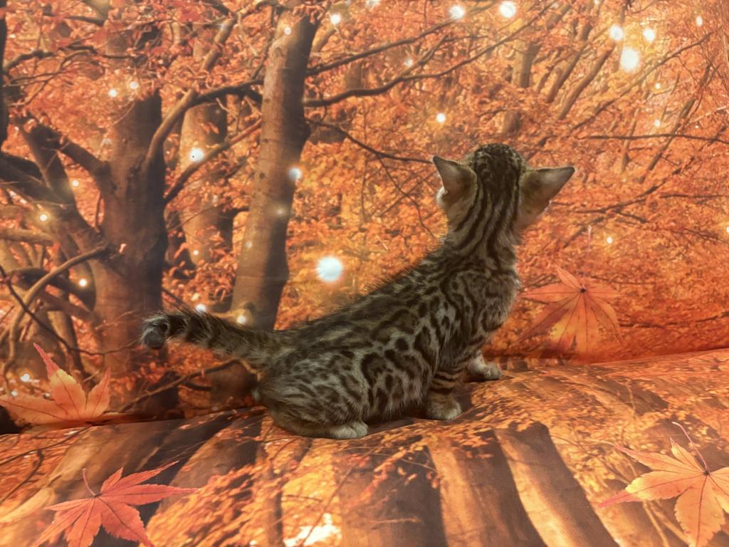Sheba Make 3 photo 5