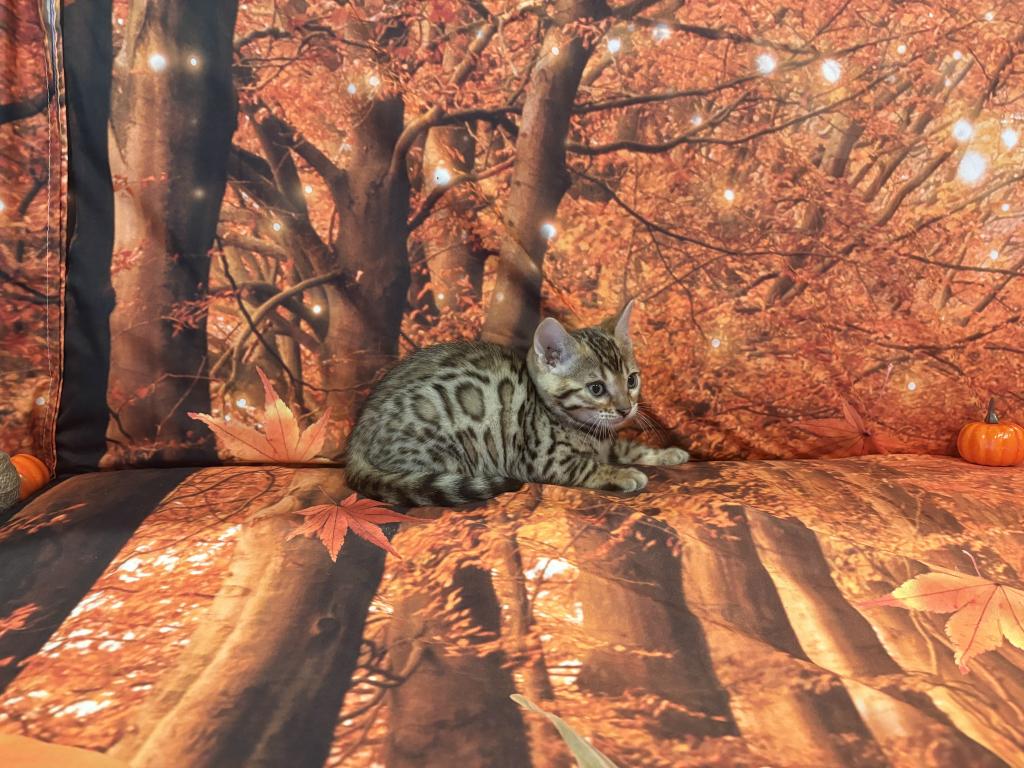 Sheba Female Light photo 2