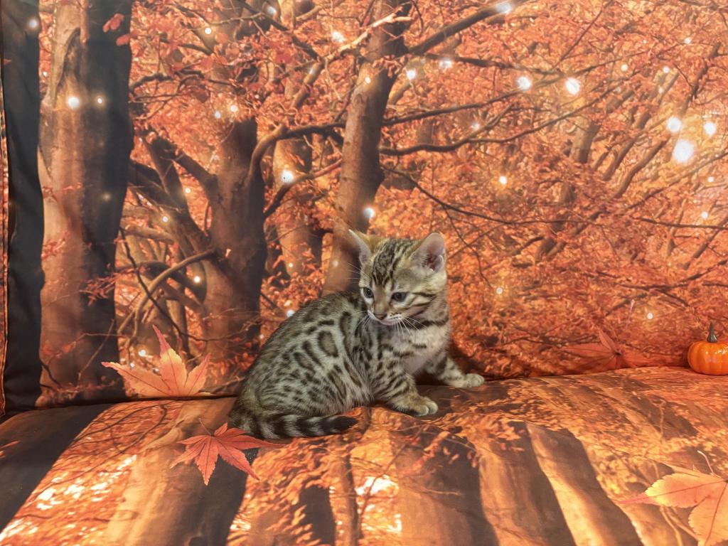 Sheba Female Light photo 4