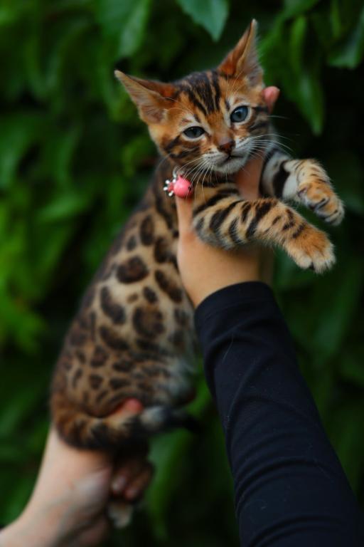 Tigris photo 1