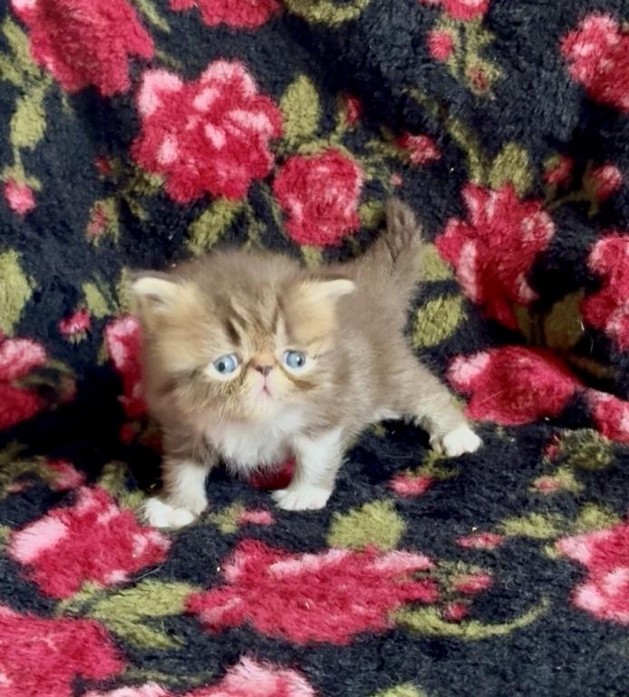 RESERVED Chocolate Tabby And White Evie photo 3