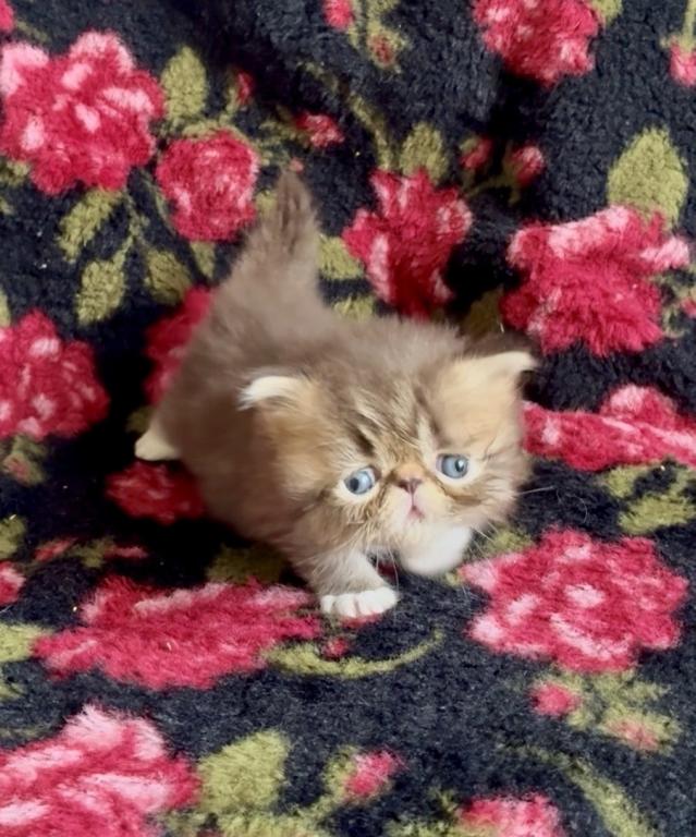 RESERVED Chocolate Tabby And White Evie photo 4