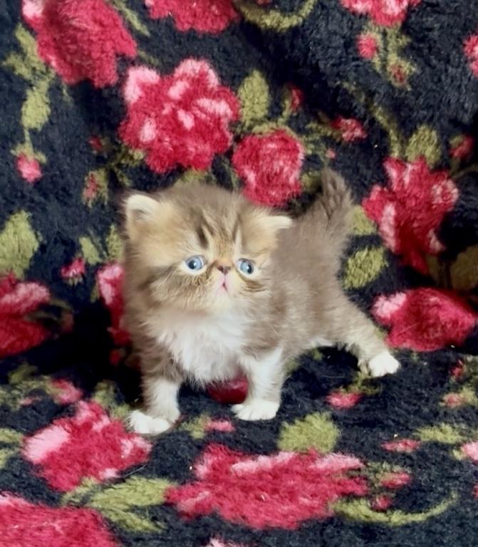 RESERVED Chocolate Tabby And White Evie photo 1