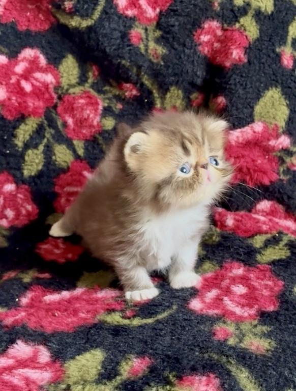 RESERVED Chocolate Tabby And White Evie photo 6