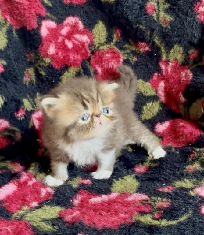 RESERVED Chocolate Tabby And White Evie photo 2