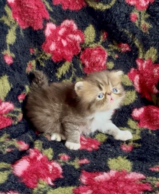 RESERVED Chocolate Tabby And White Evie photo 8