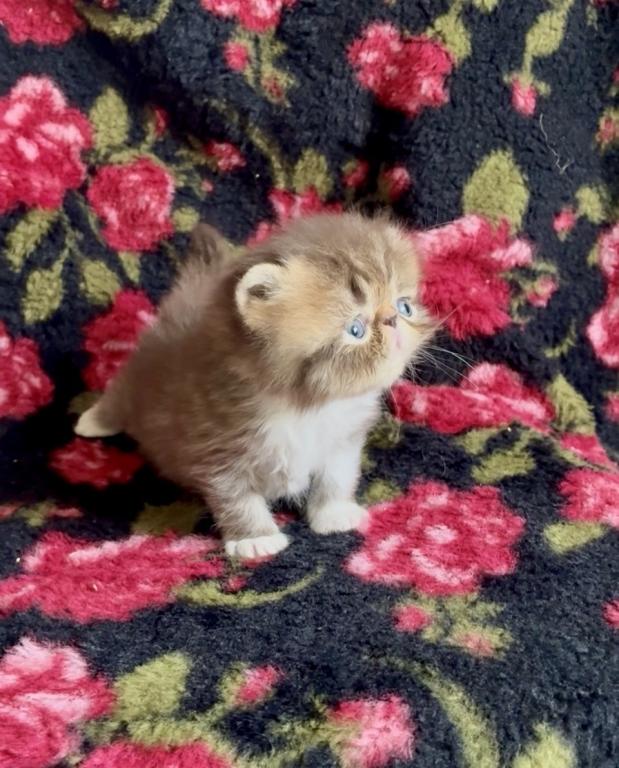 RESERVED Chocolate Tabby And White Evie photo 5