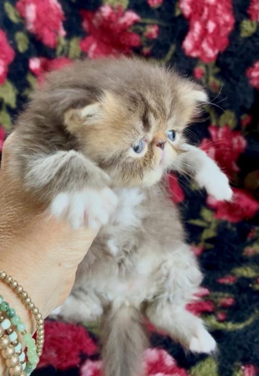 RESERVED Chocolate Tabby And White Evie photo 10