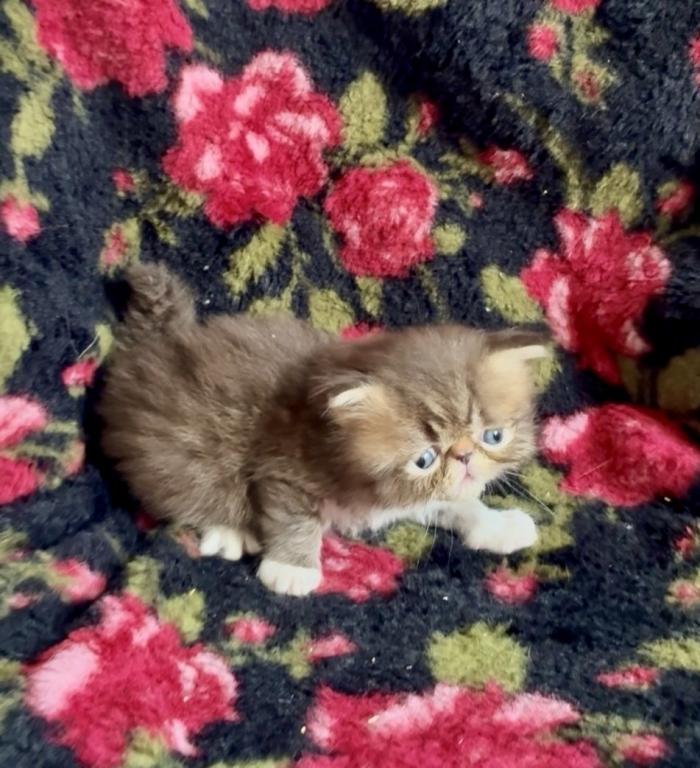 RESERVED Chocolate Tabby And White Evie photo 7