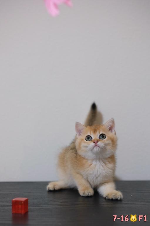 Lina photo 10