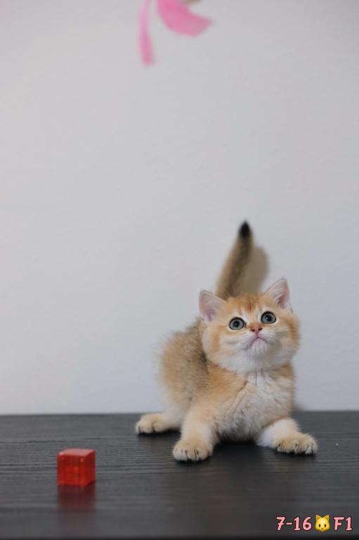 Lina photo 8
