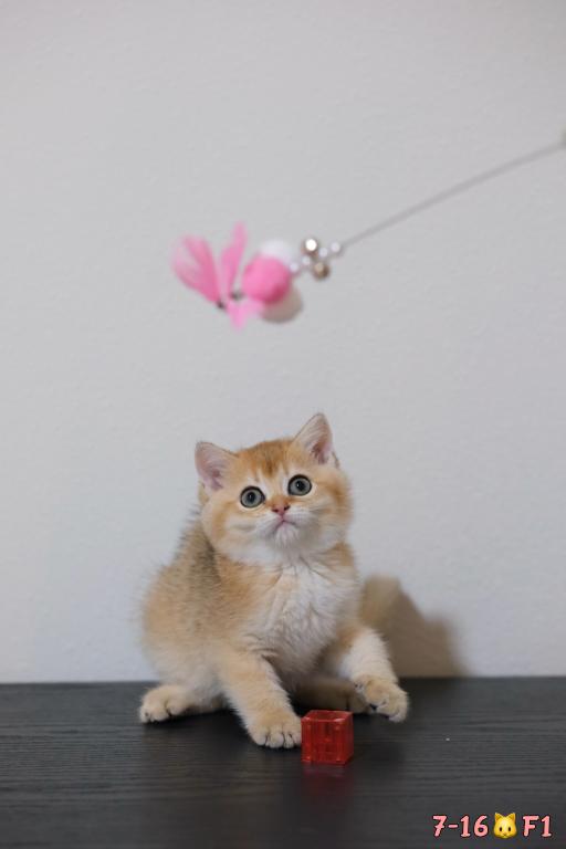 Lina photo 9