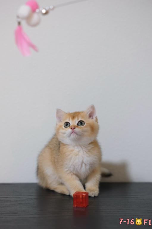 Lina photo 2