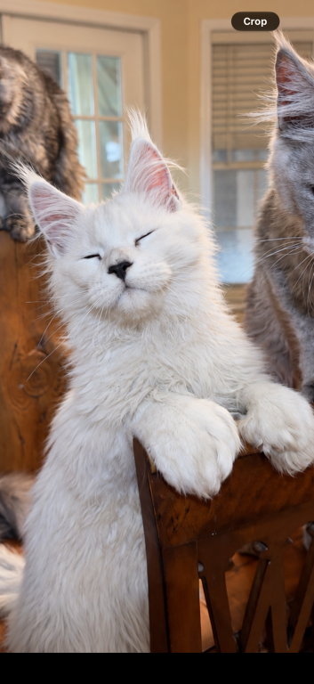Polydactyl Shaded Male photo 2
