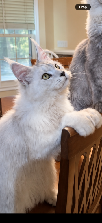 Polydactyl Shaded Male photo 3