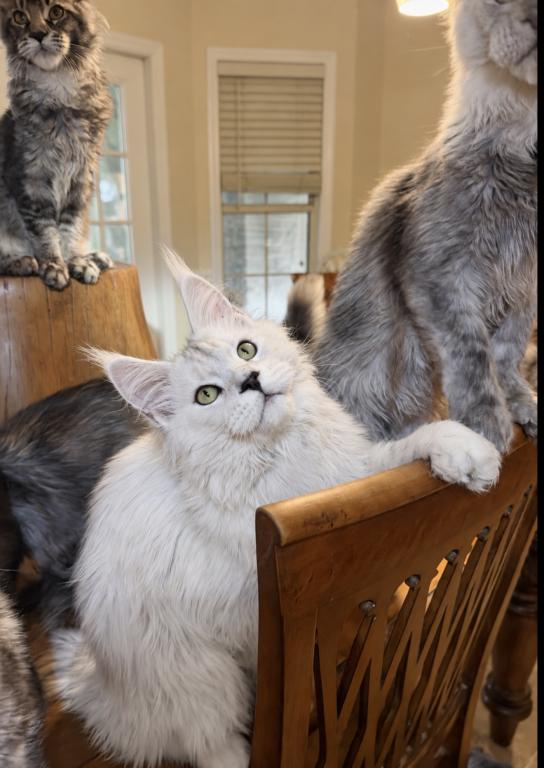 Polydactyl Shaded Male photo 1