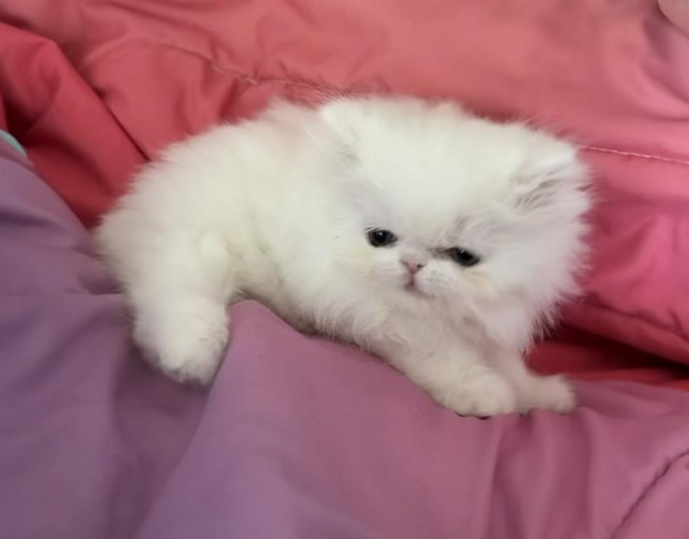 White Persian Girl photo 8