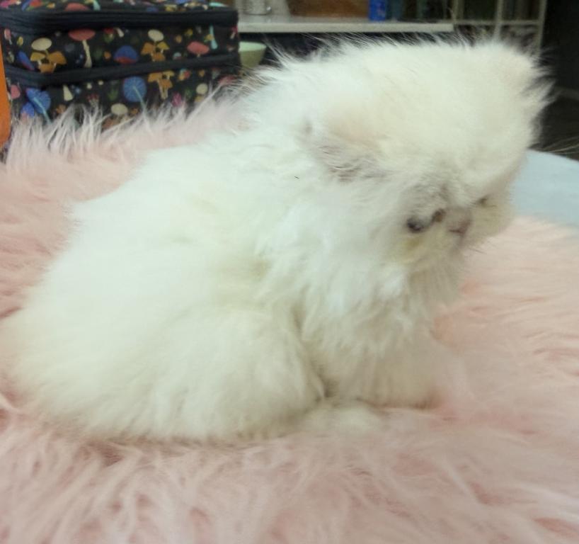 White Persian Girl photo 2