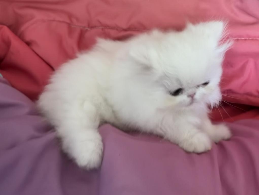 White Persian Girl photo 11