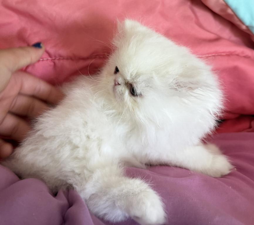 White Persian Girl photo 7