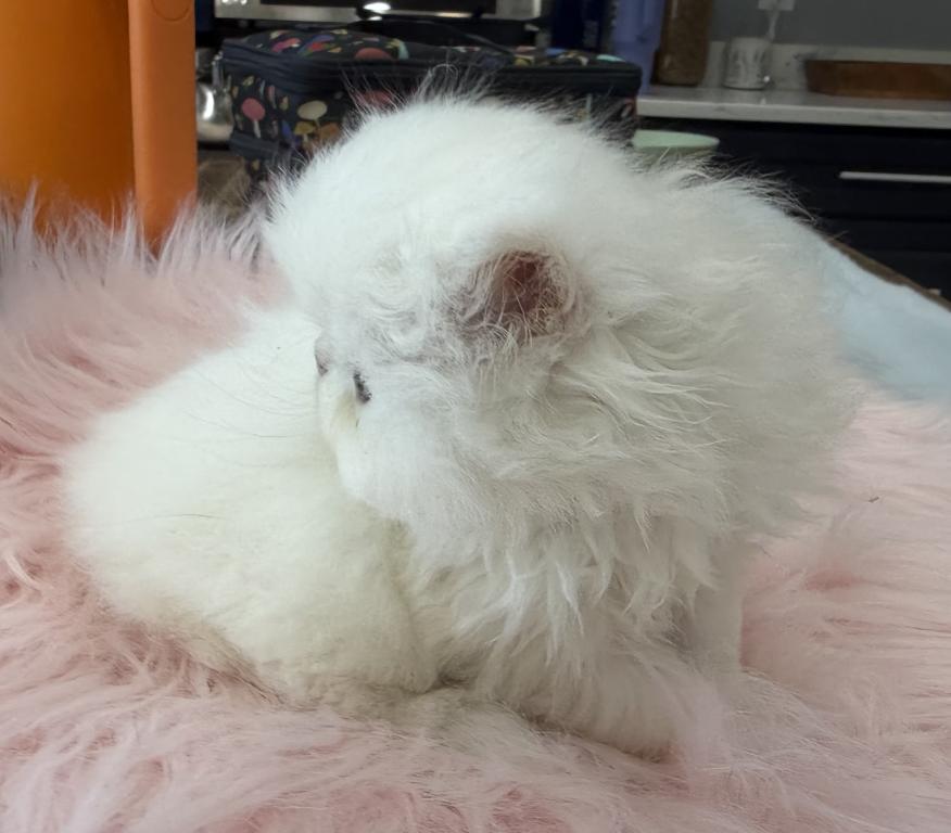 White Persian Girl photo 4