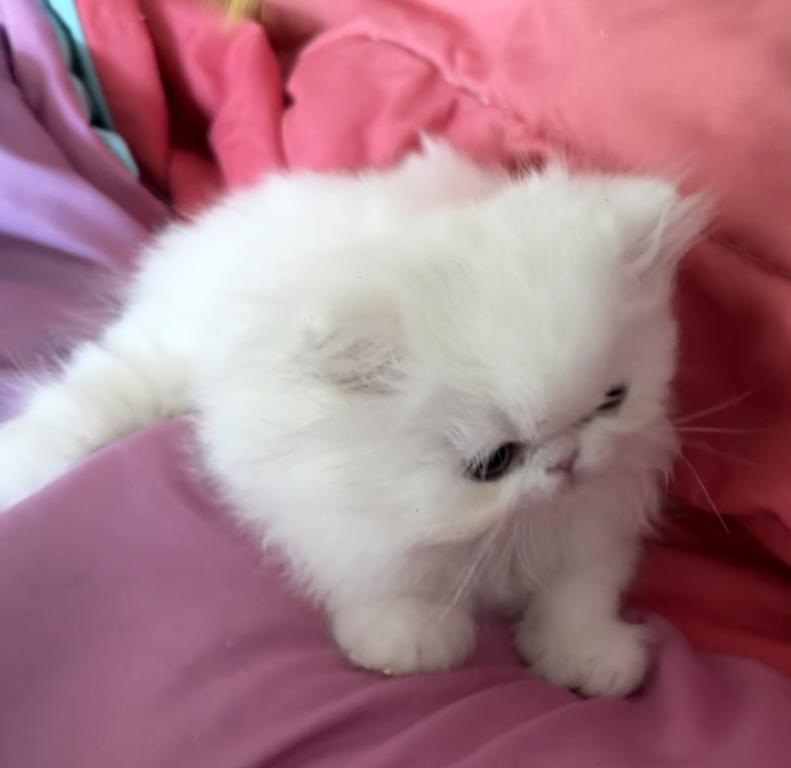 White Persian Girl photo 12