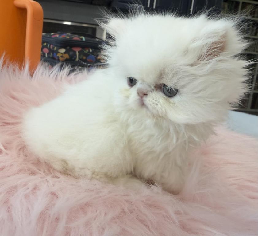 White Persian Girl photo 1