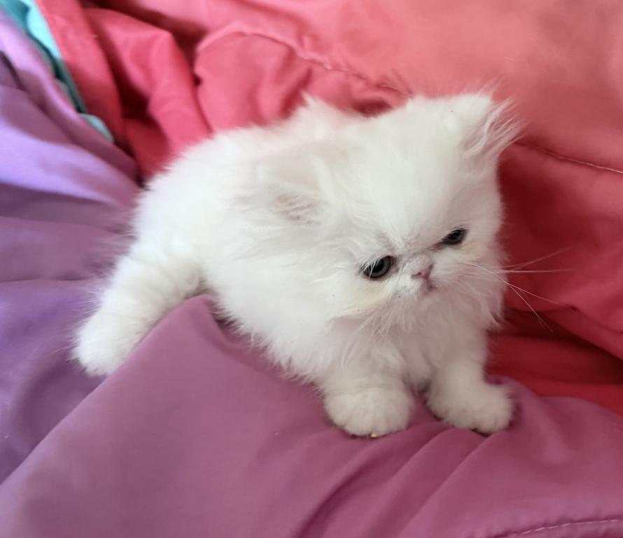 White Persian Girl photo 10