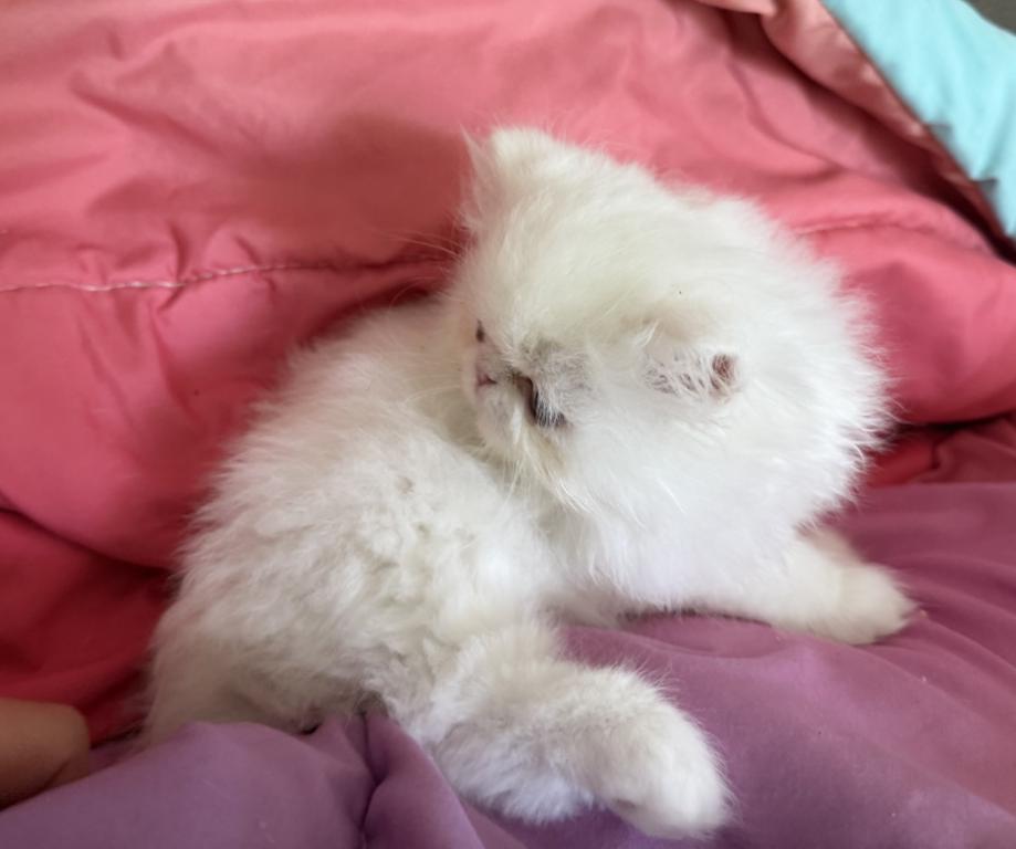 White Persian Girl photo 6