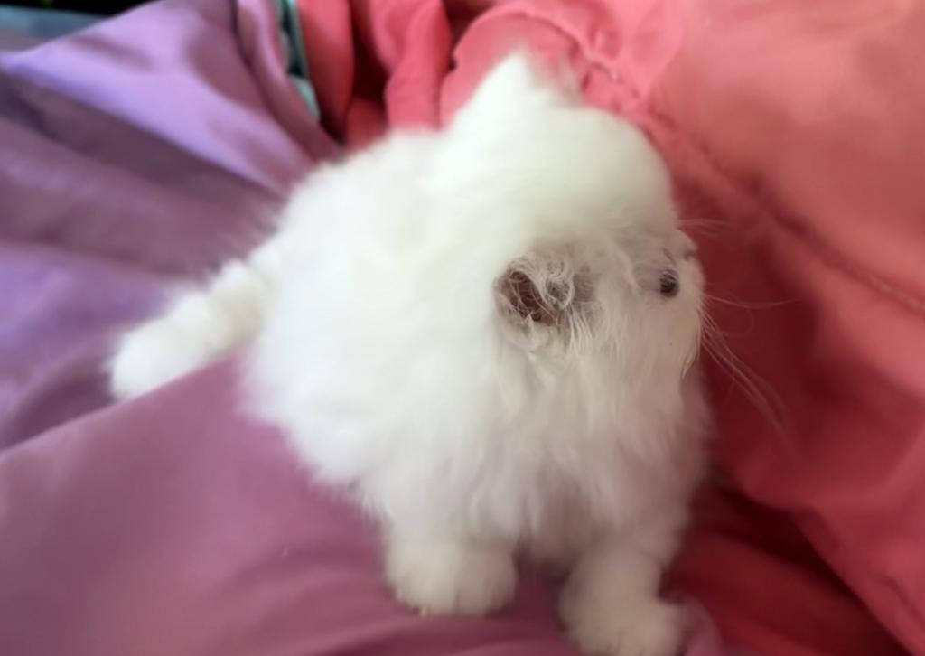 White Persian Girl photo 9
