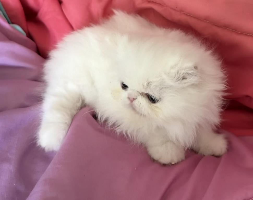 White Persian Girl photo 5