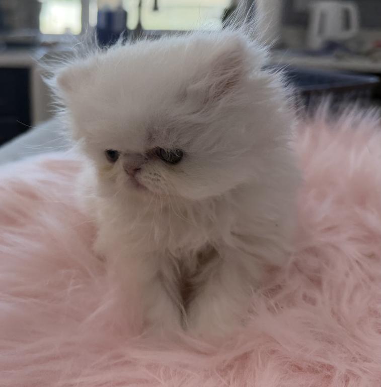White Persian Girl photo 3