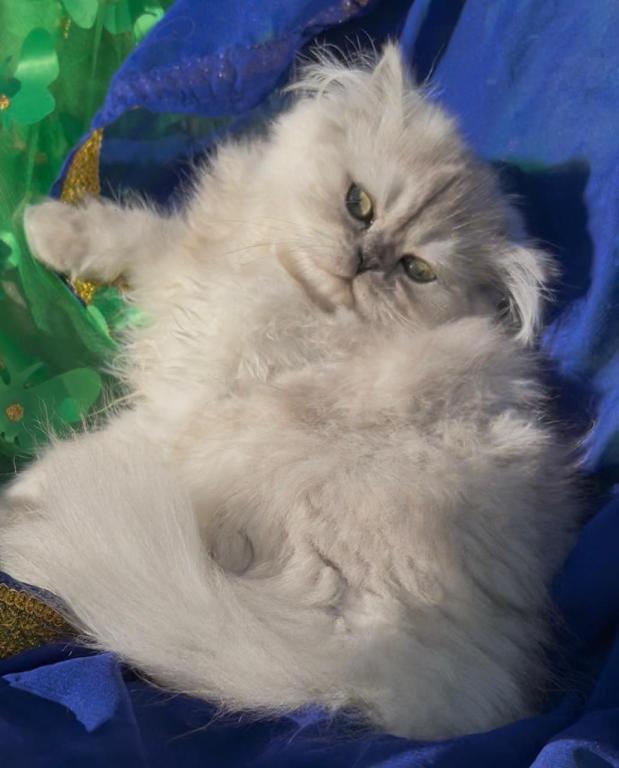 Beautiful Silver Shaded Chinchilla Dollface Male photo 3