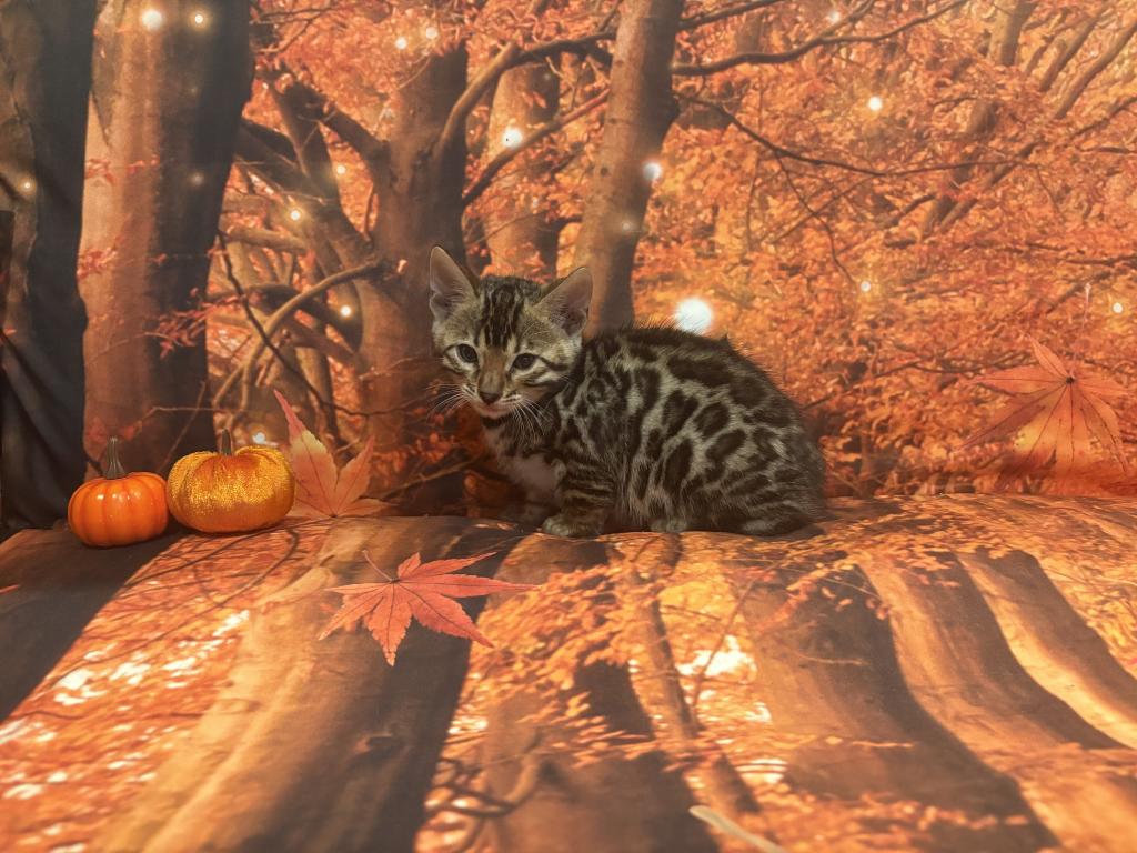 Sheba Litter photo 3