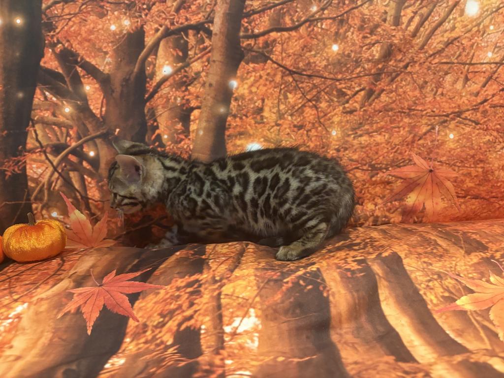 Sheba Litter photo 2